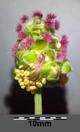 Poterium sanguisorba L.的圖片