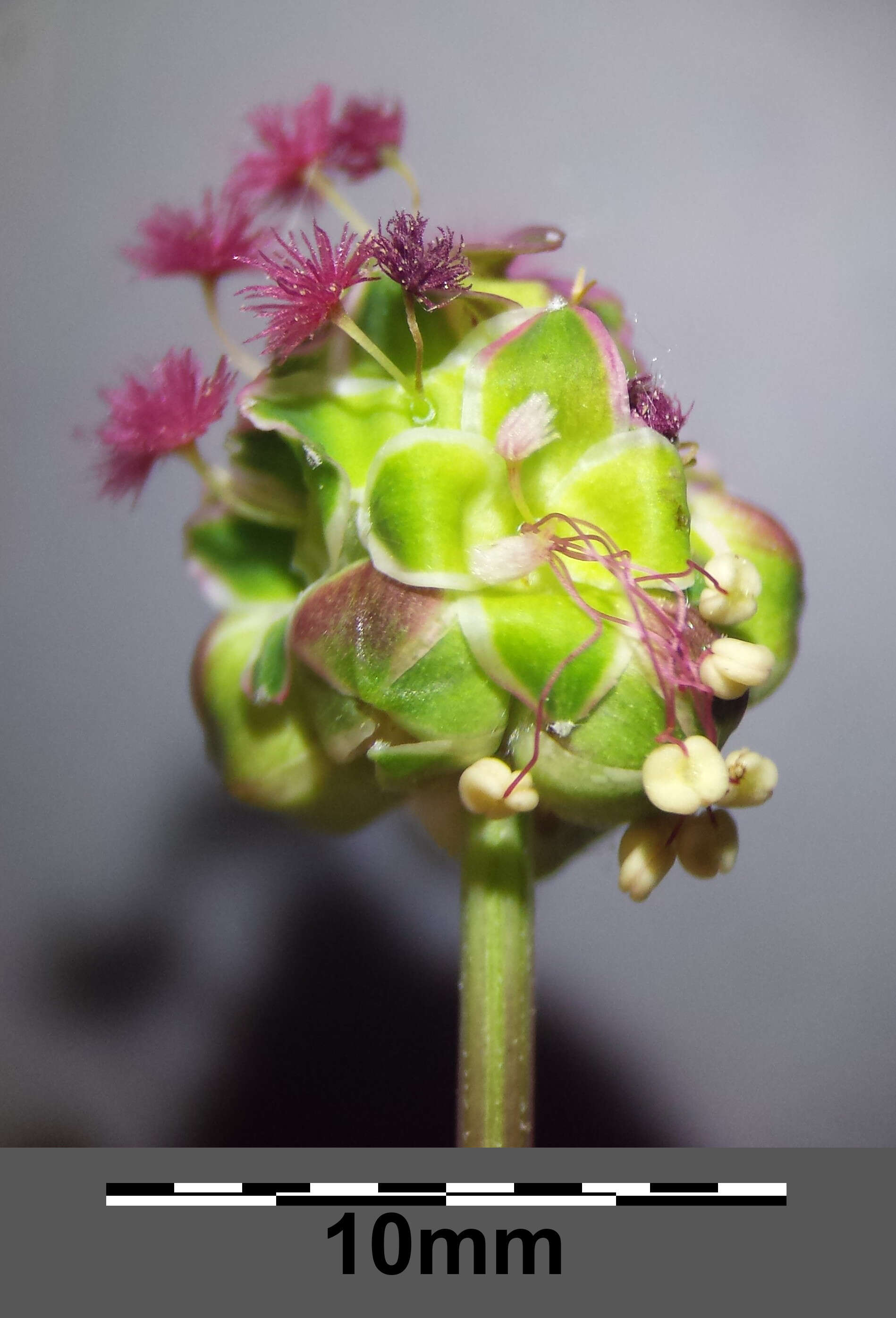 Poterium sanguisorba L.的圖片