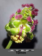 Poterium sanguisorba L.的圖片