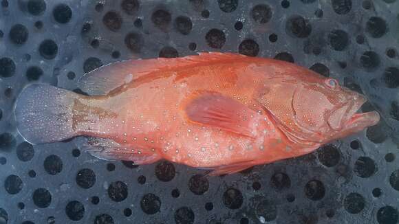 Image of Red Grouper