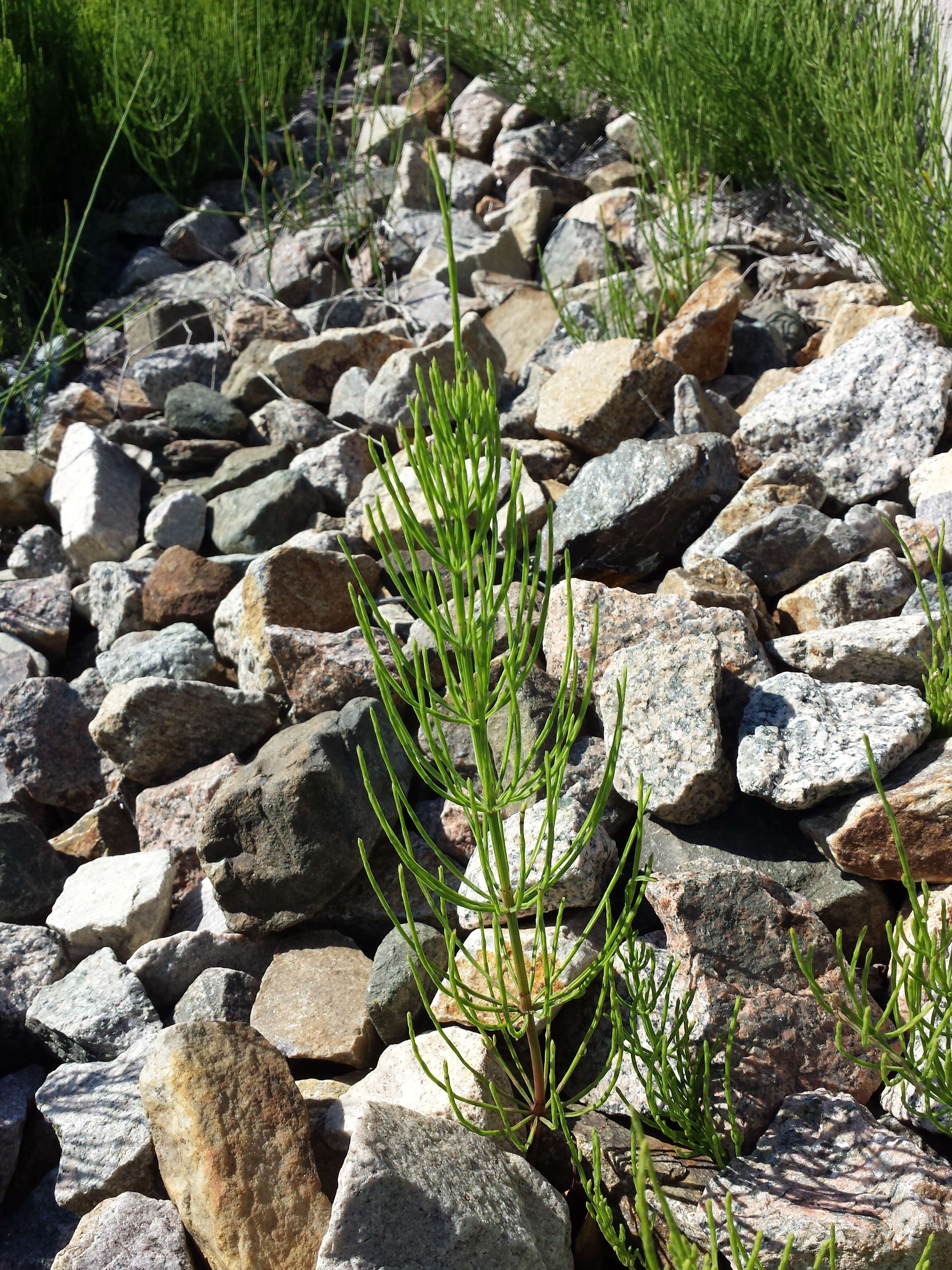 Image of field horsetail