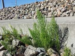 Image of field horsetail