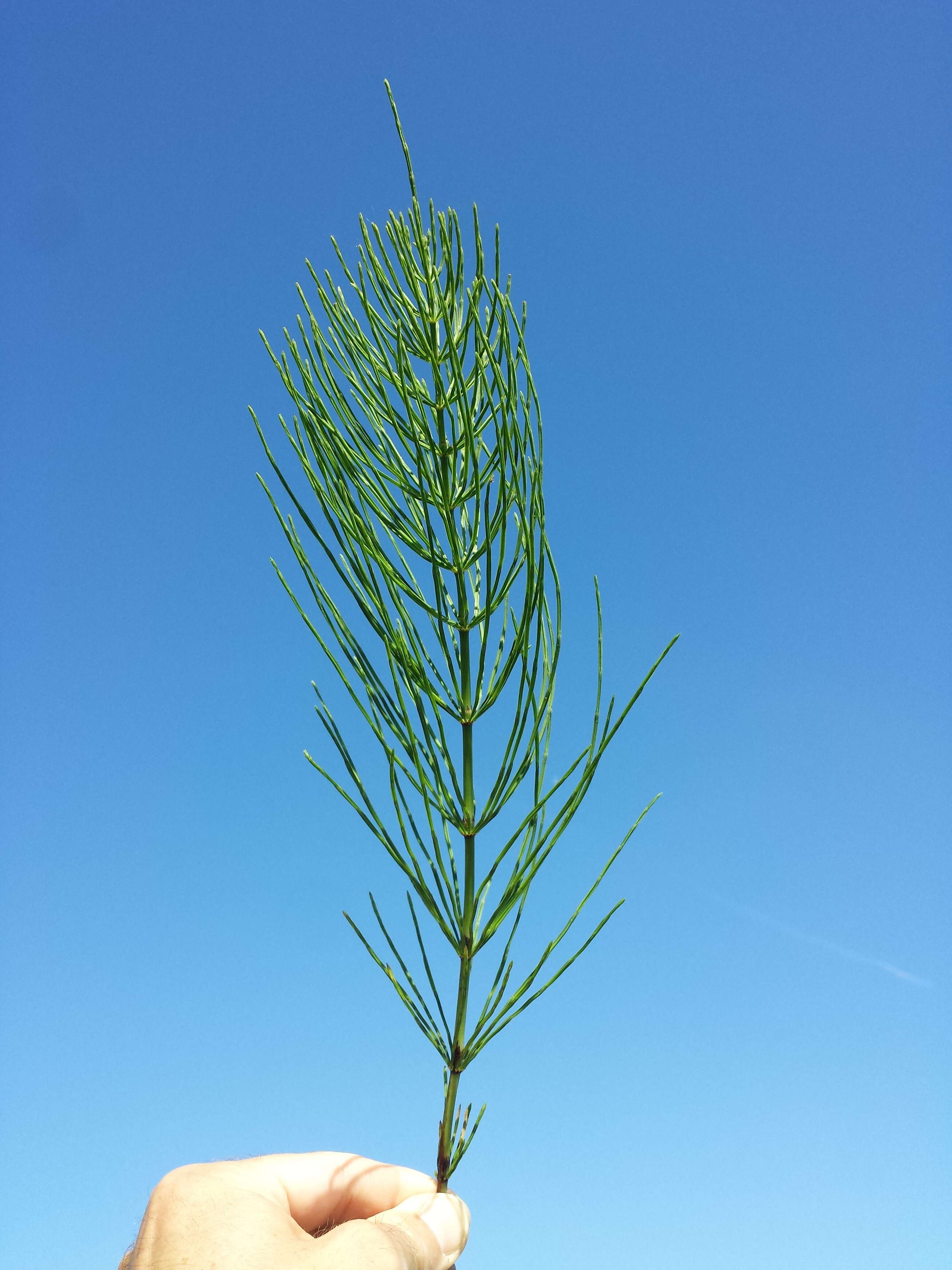 Image of field horsetail