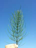 Image of field horsetail