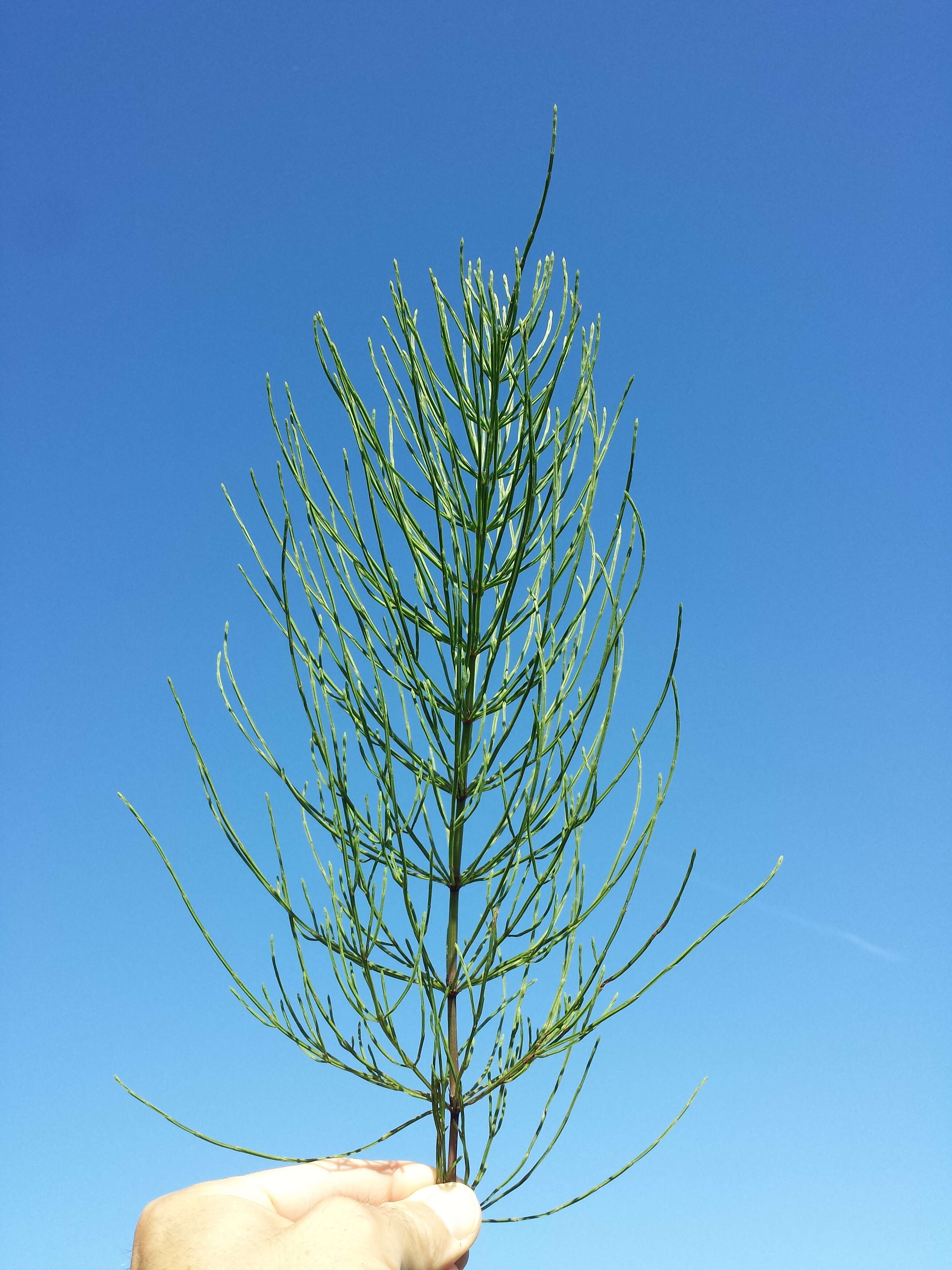 Image of field horsetail