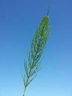 Image of field horsetail