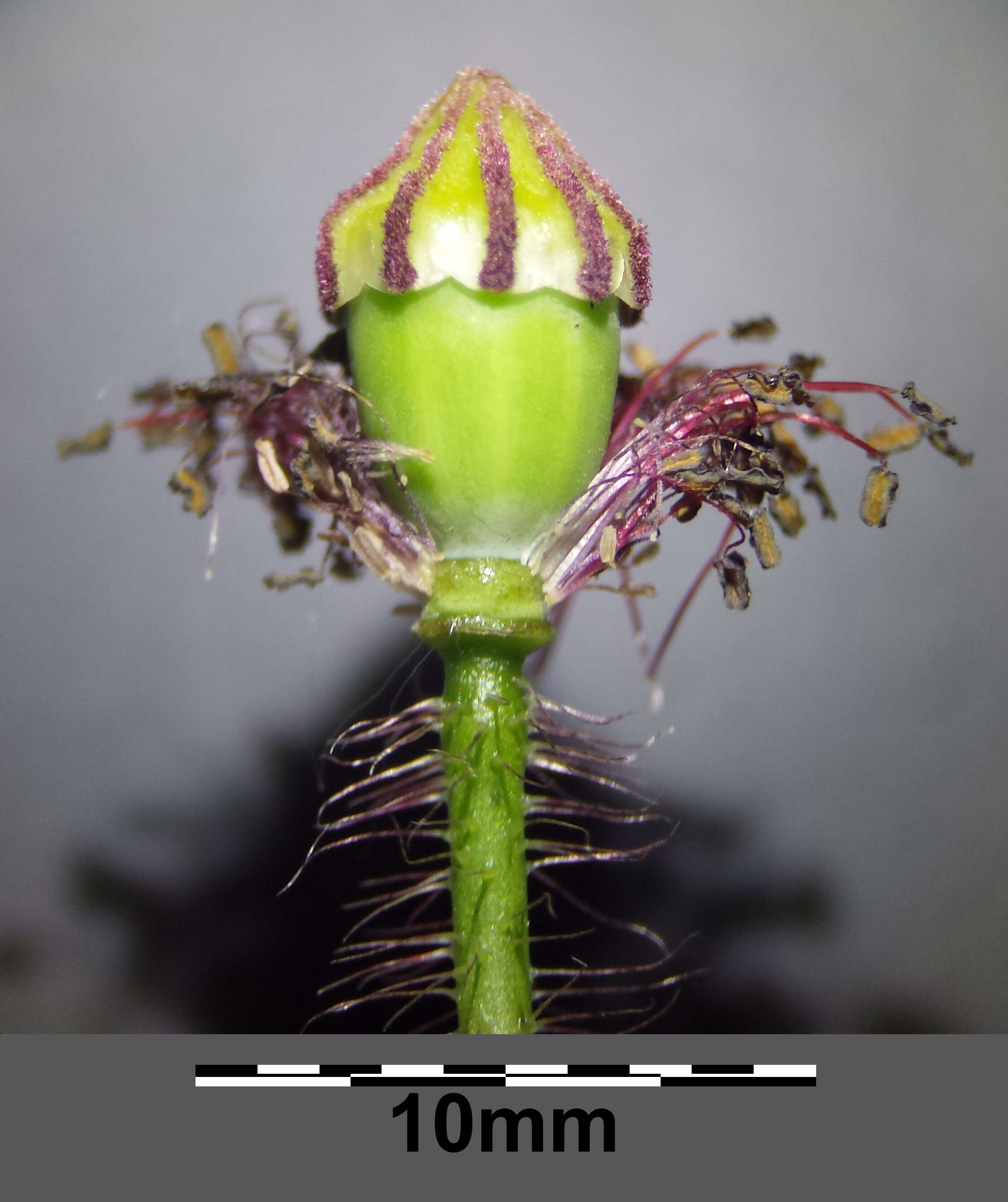 Image of corn poppy