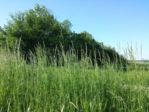 Image of Button Grass