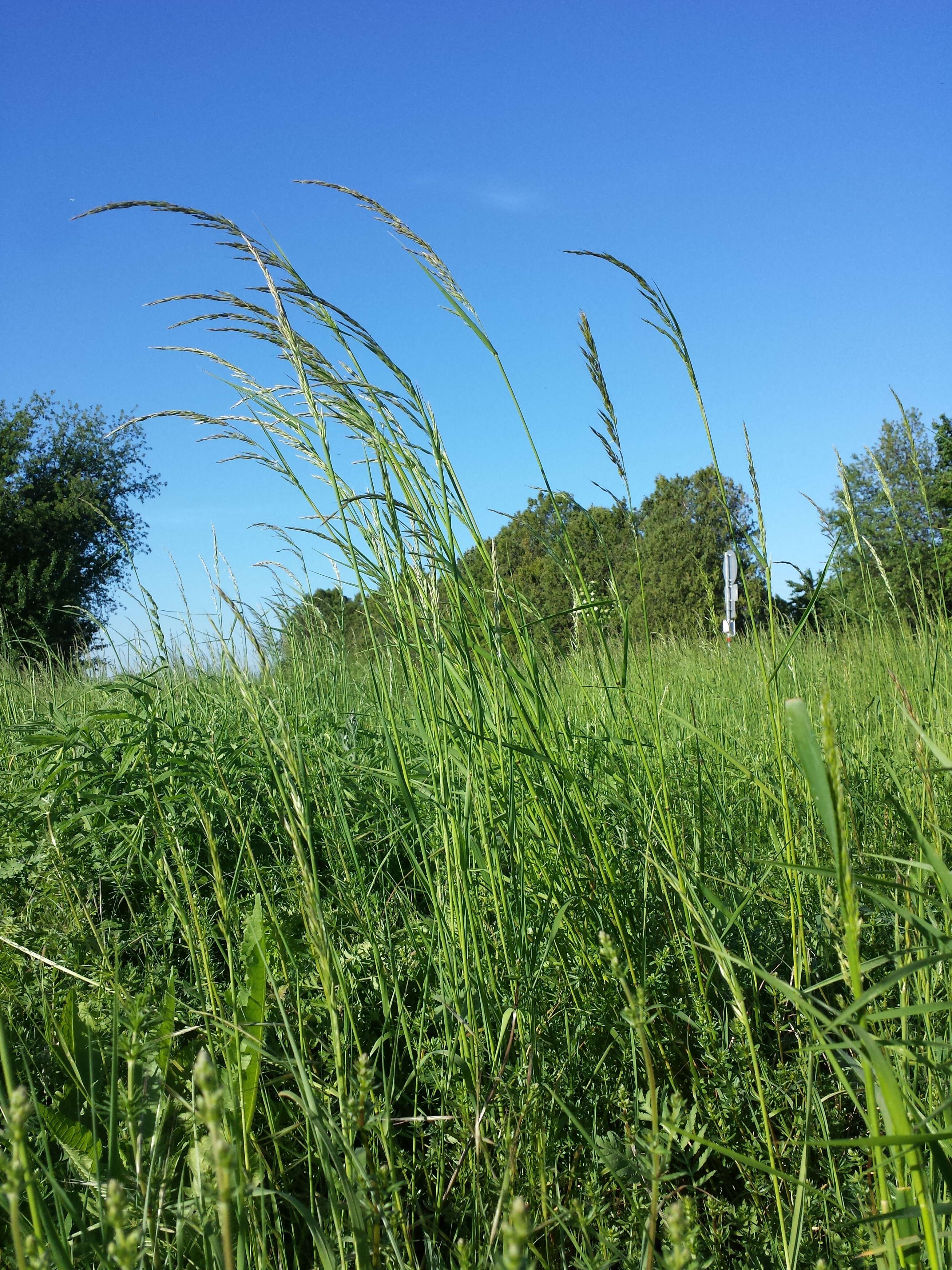 Image of Button Grass