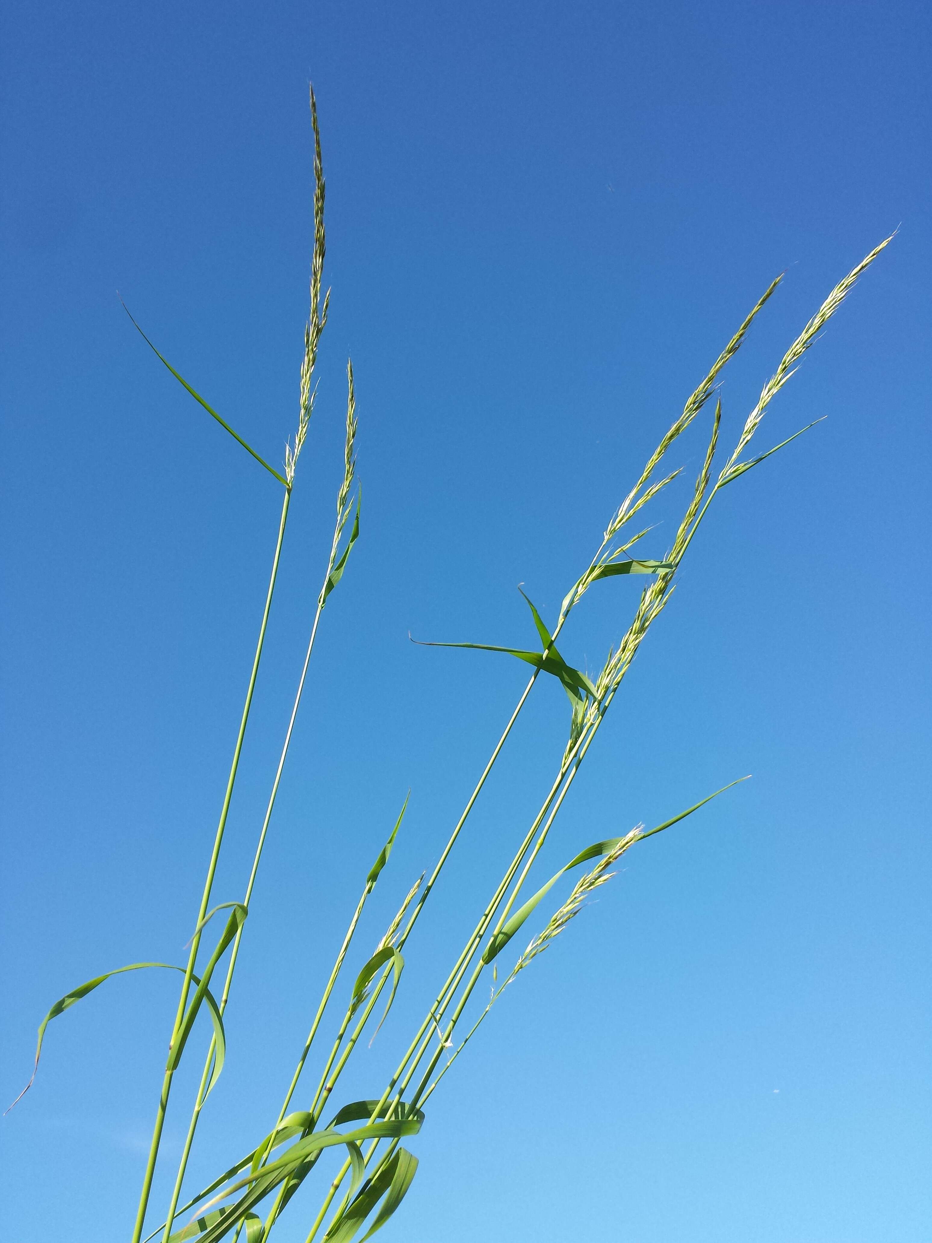 Image of Button Grass