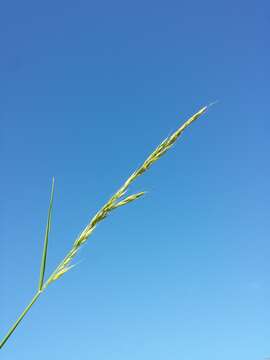 Image of Button Grass