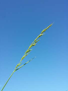 Image of Button Grass