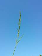 Image of Button Grass