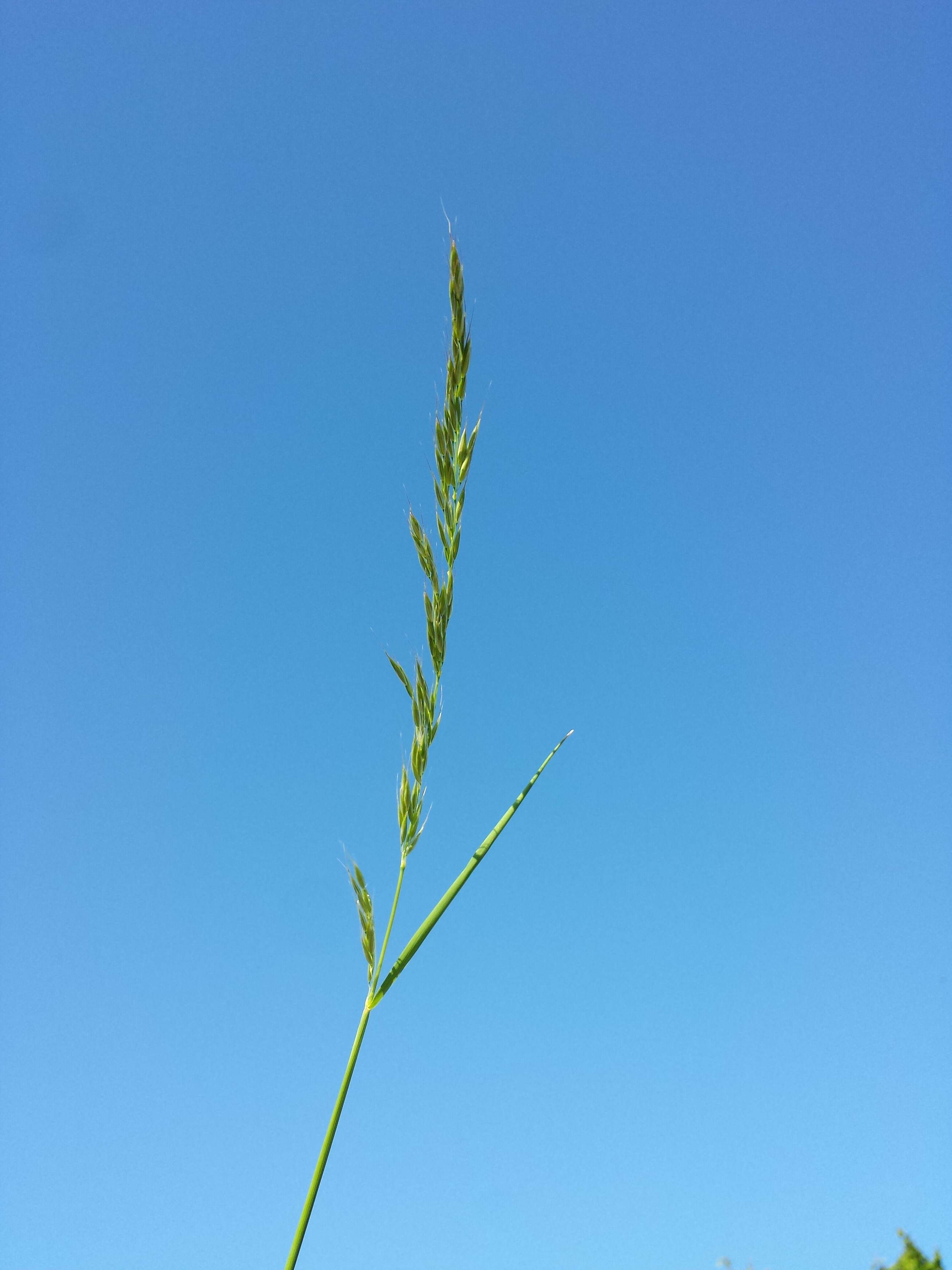 Image of Button Grass