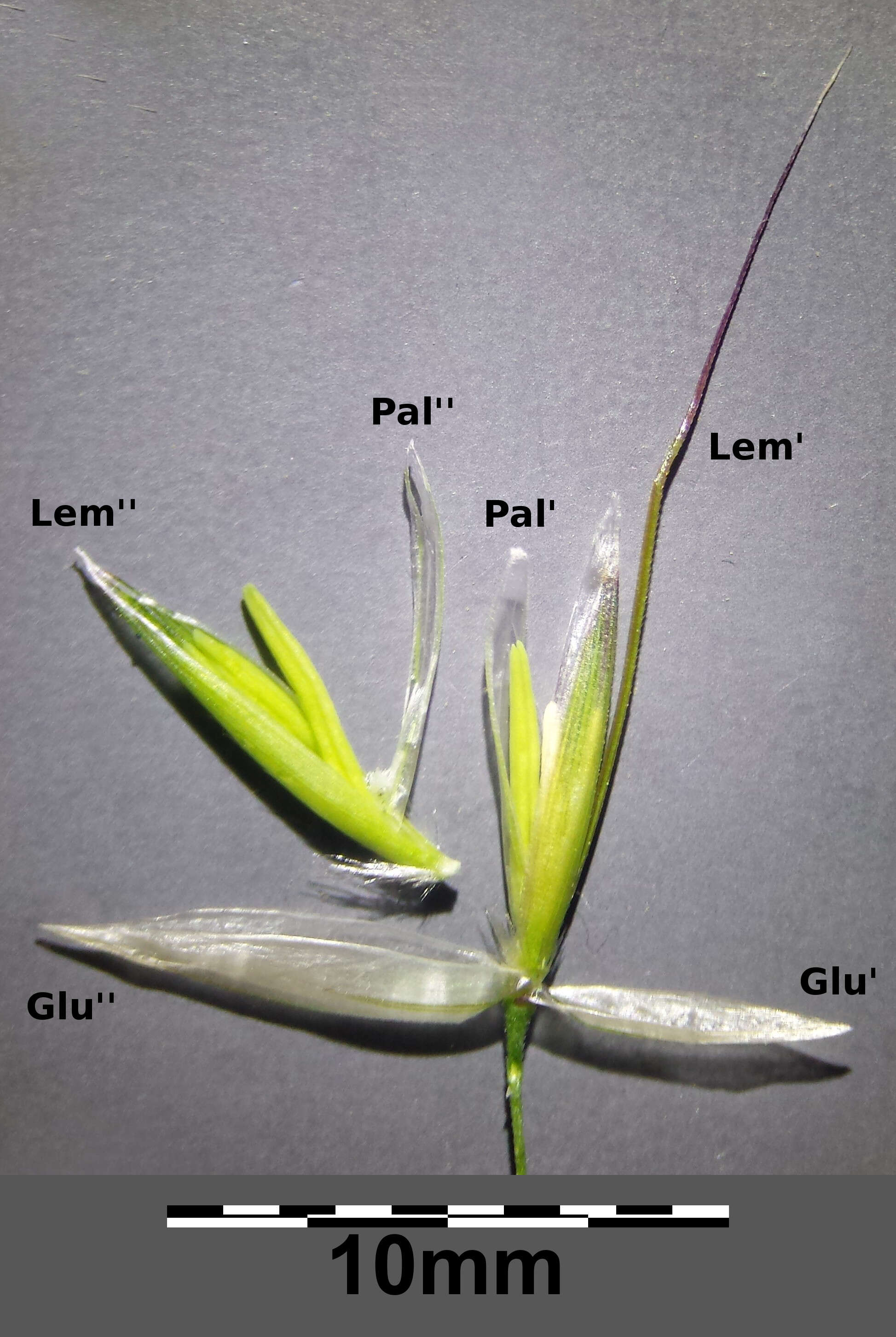 Image of Button Grass