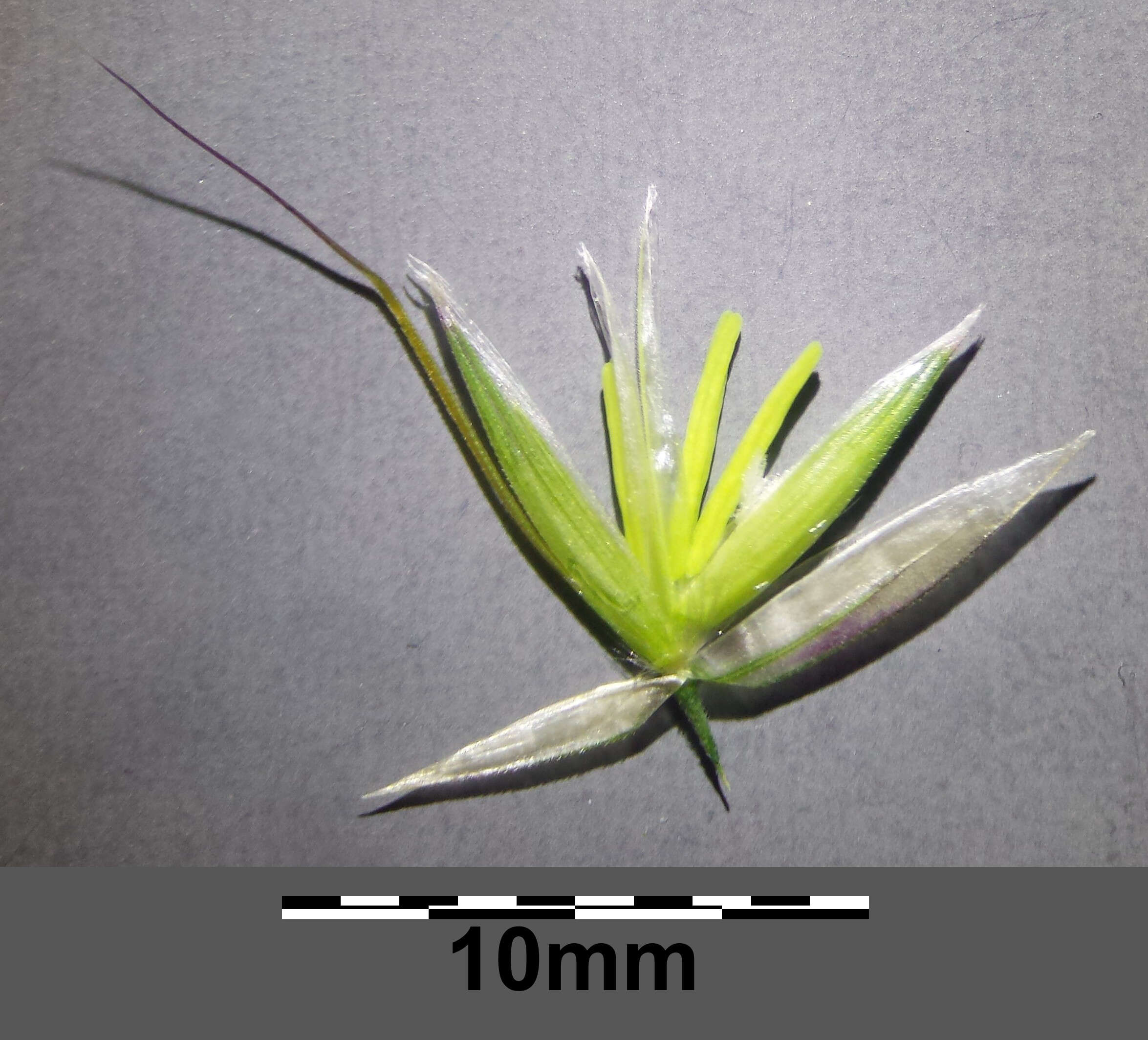 Image of Button Grass