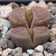 Image of Lithops localis (N. E. Br.) Schwant.