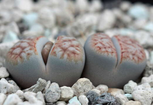 Image of Lithops karasmontana (Dinter & Schwant.) N. E. Br.