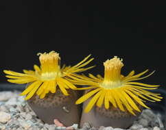 Image of Lithops fulviceps (N. E. Br.) N. E. Br.