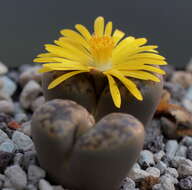 Imagem de Lithops bromfieldii L. Bol.