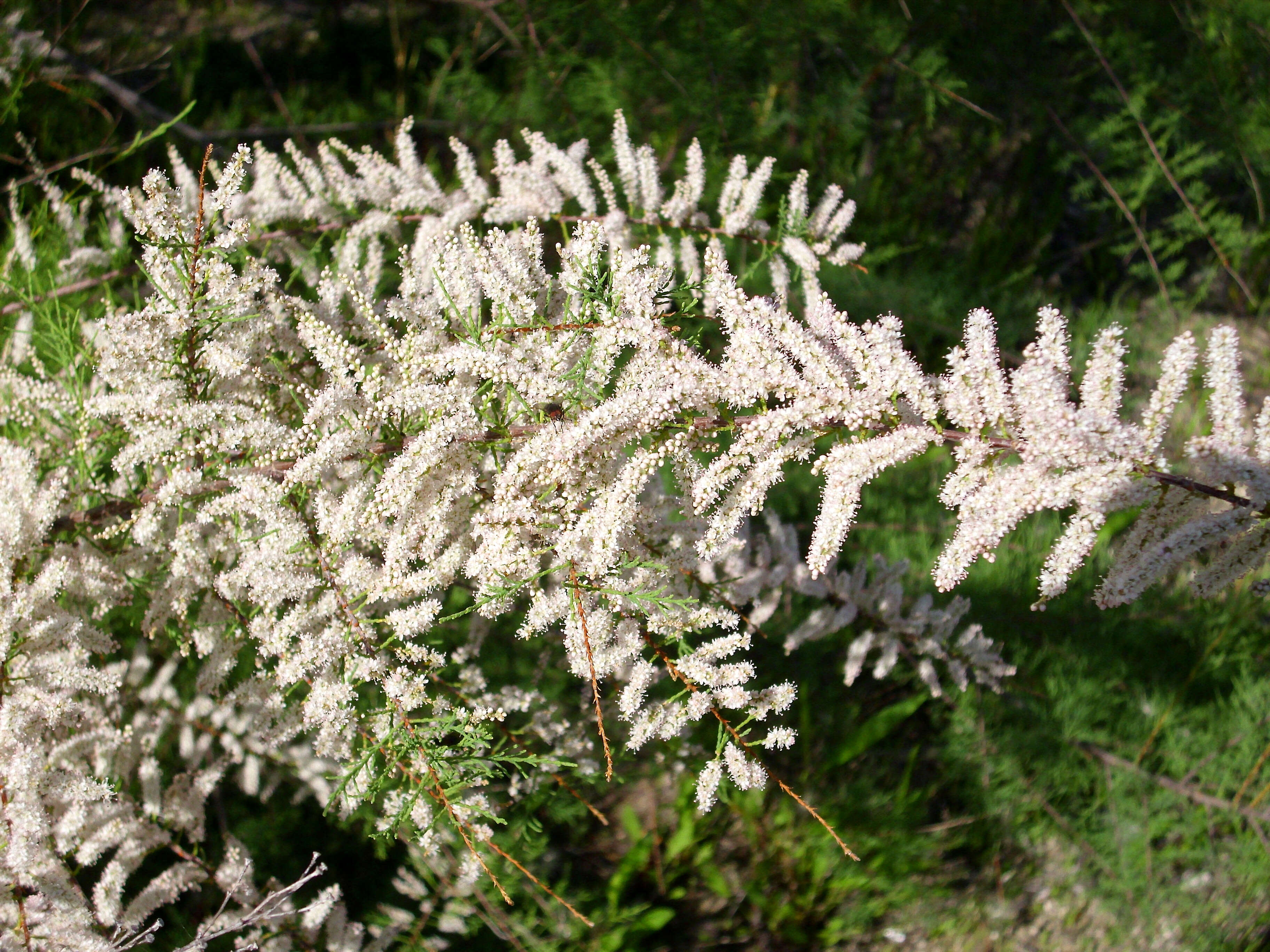 Image of Canary Island tamarisk