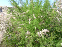 Image of Canary Island tamarisk