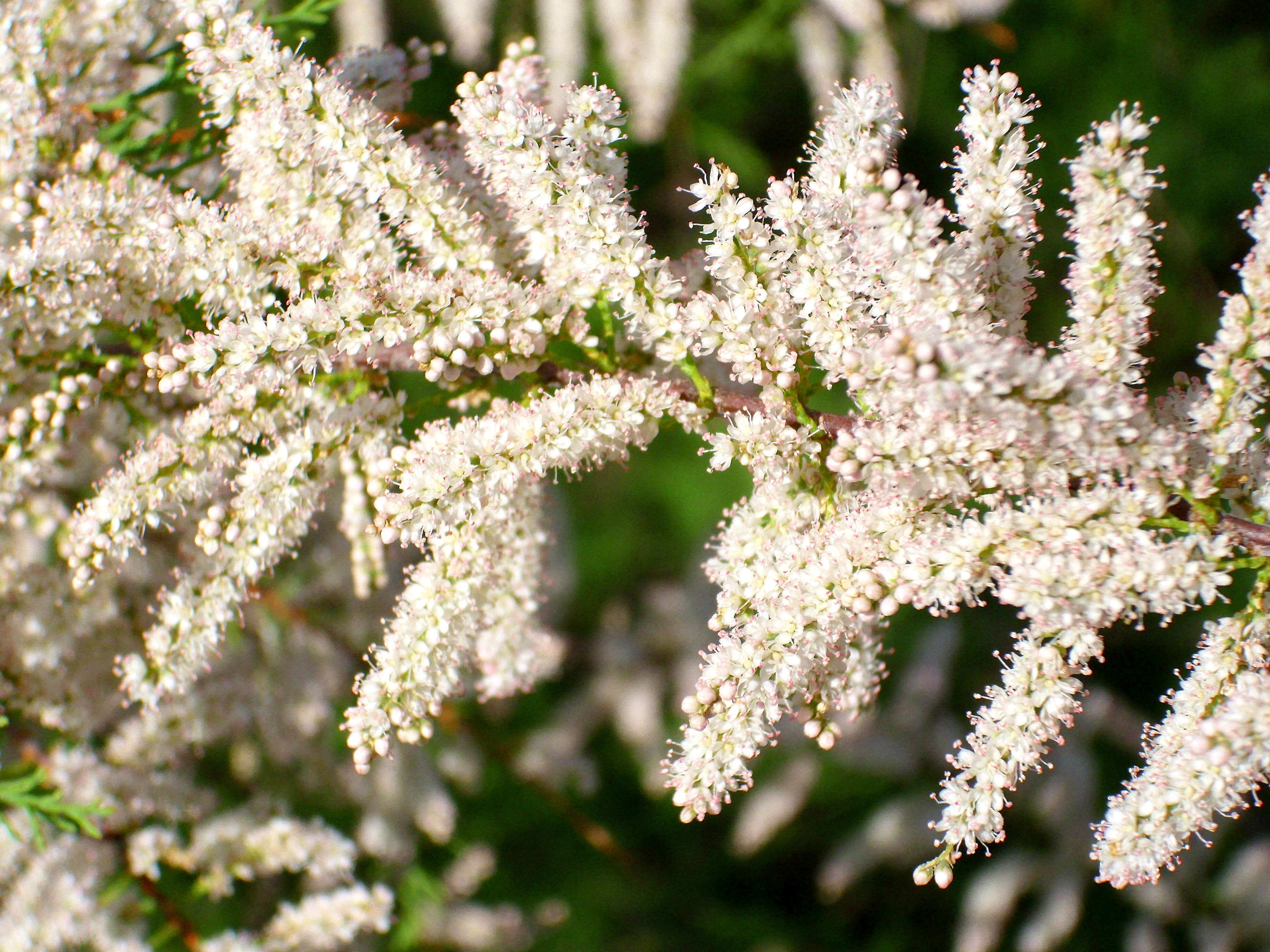 Image of Canary Island tamarisk