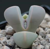 Image of Lapidaria