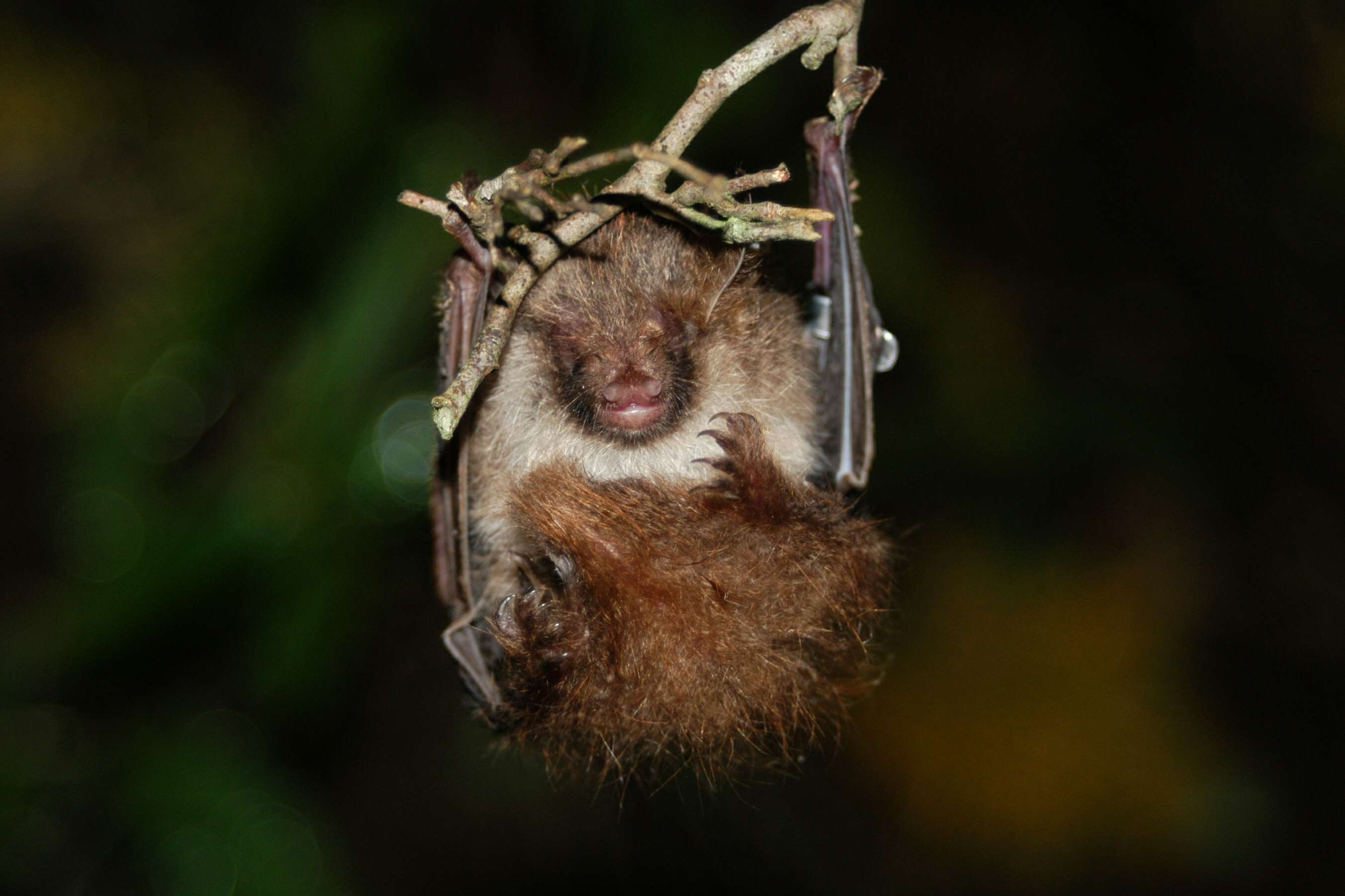 Image of Ussuri Tube-nosed Bat