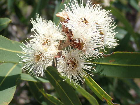 Image of Angophora bakeri E. C. Hall