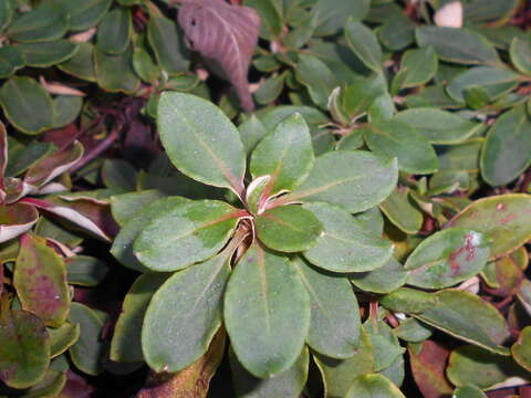 Image of sulphur-flower buckwheat