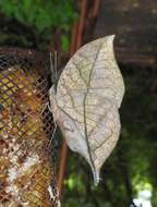 Image of Sahyadri blue oakleaf