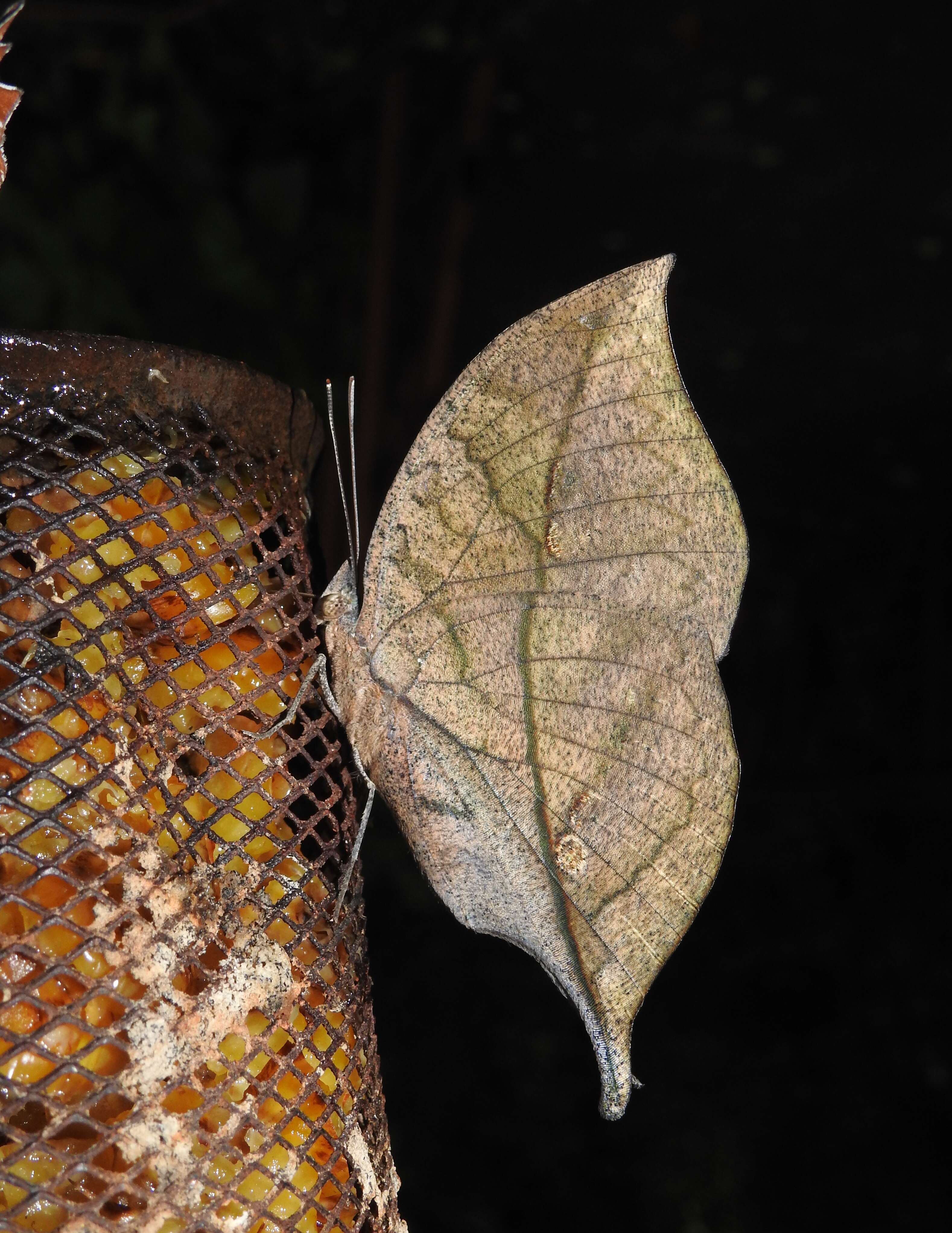 Image of Sahyadri blue oakleaf