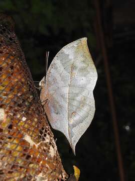 Image of Sahyadri blue oakleaf