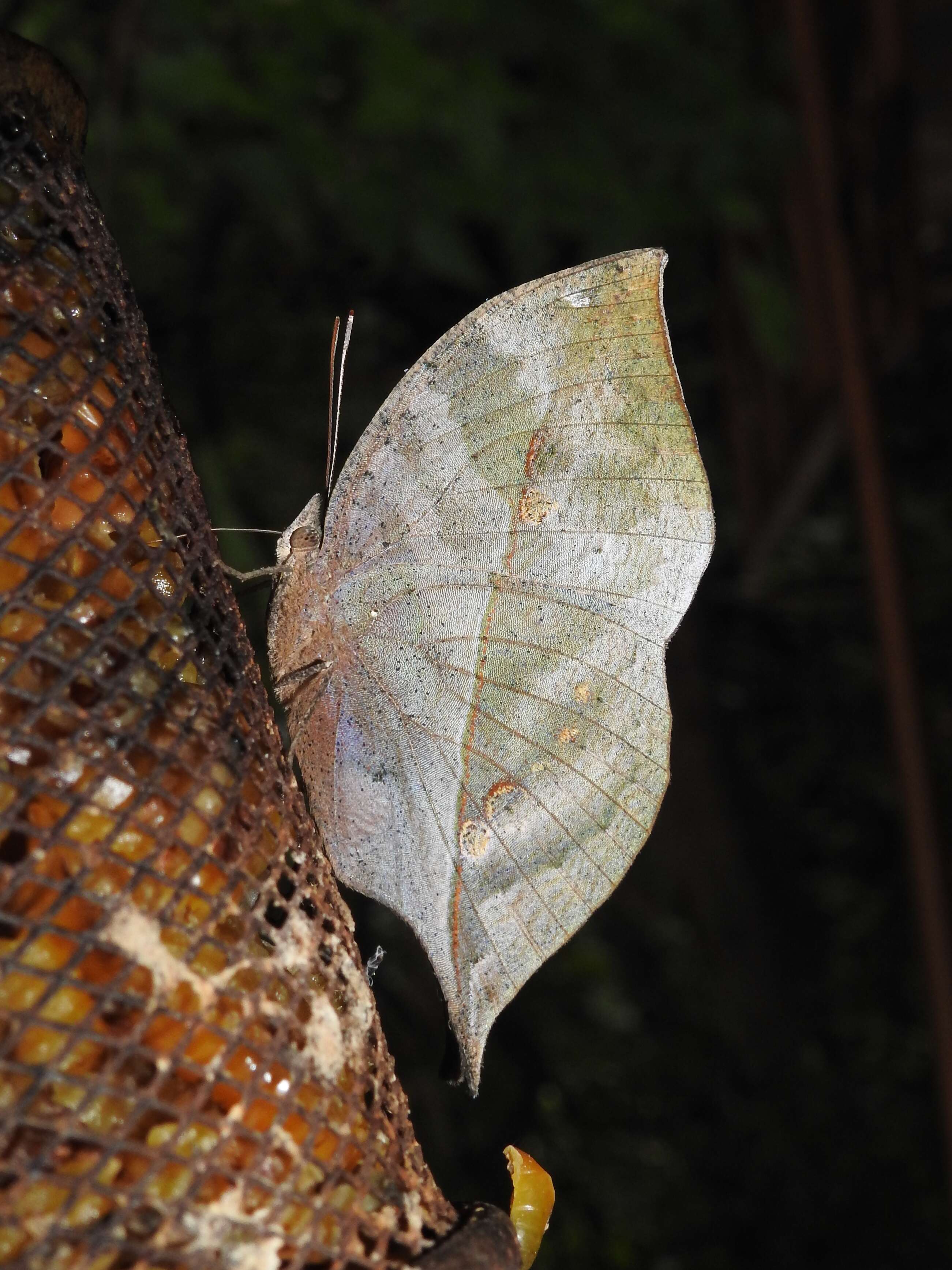 Image of Sahyadri blue oakleaf