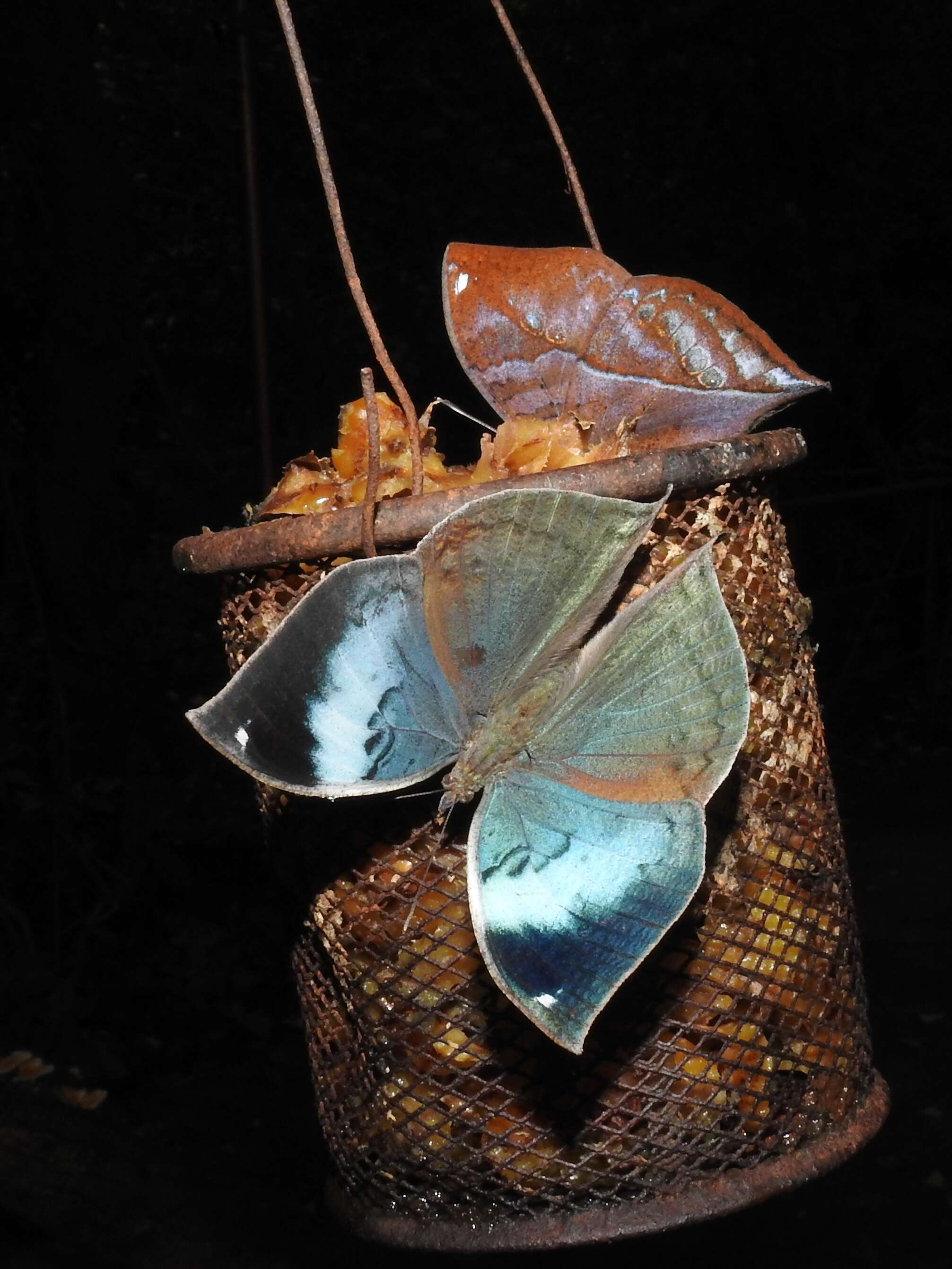 Image of Sahyadri blue oakleaf