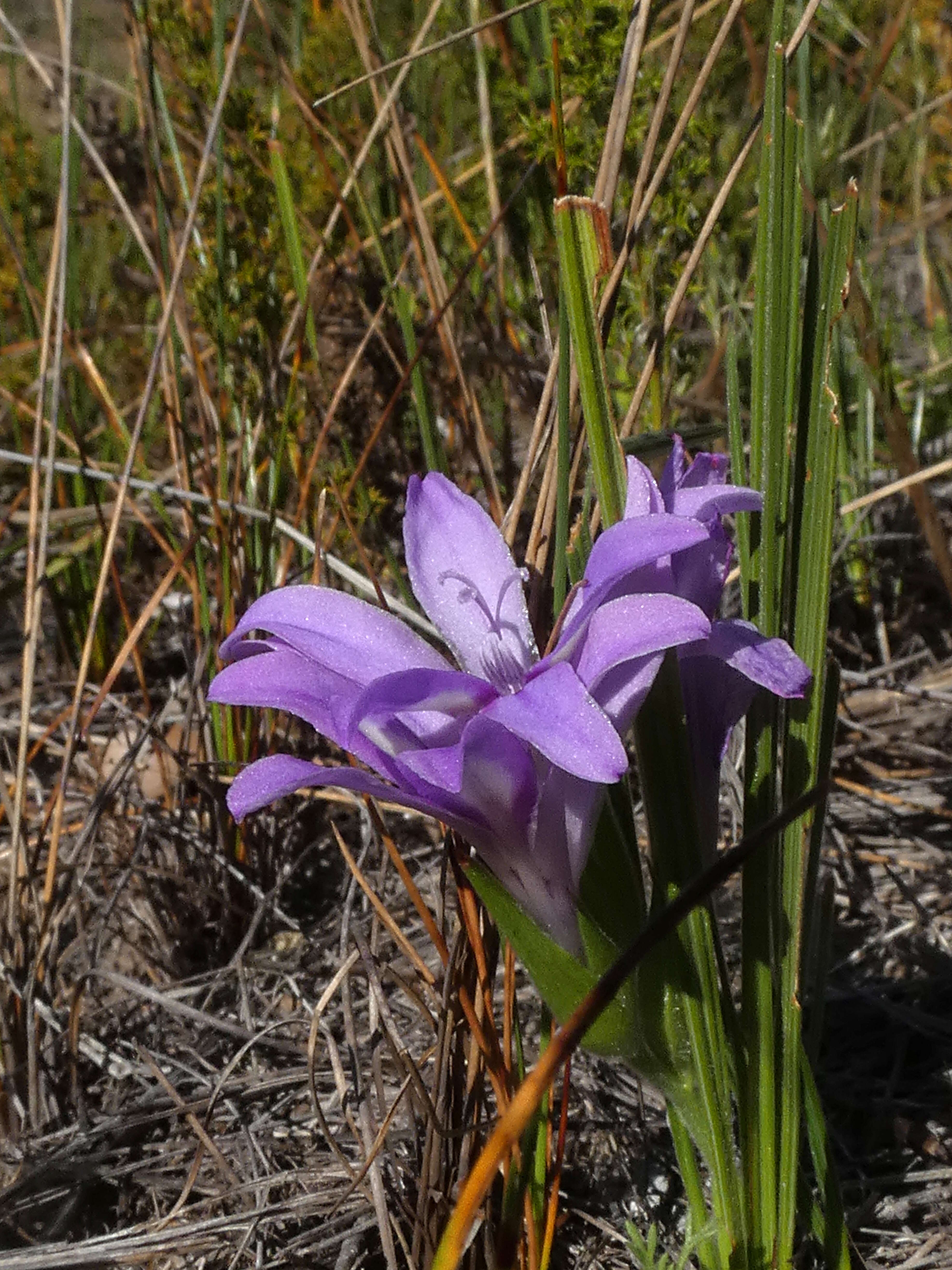 Image of Babiana ambigua (Roem. & Schult.) G. J. Lewis