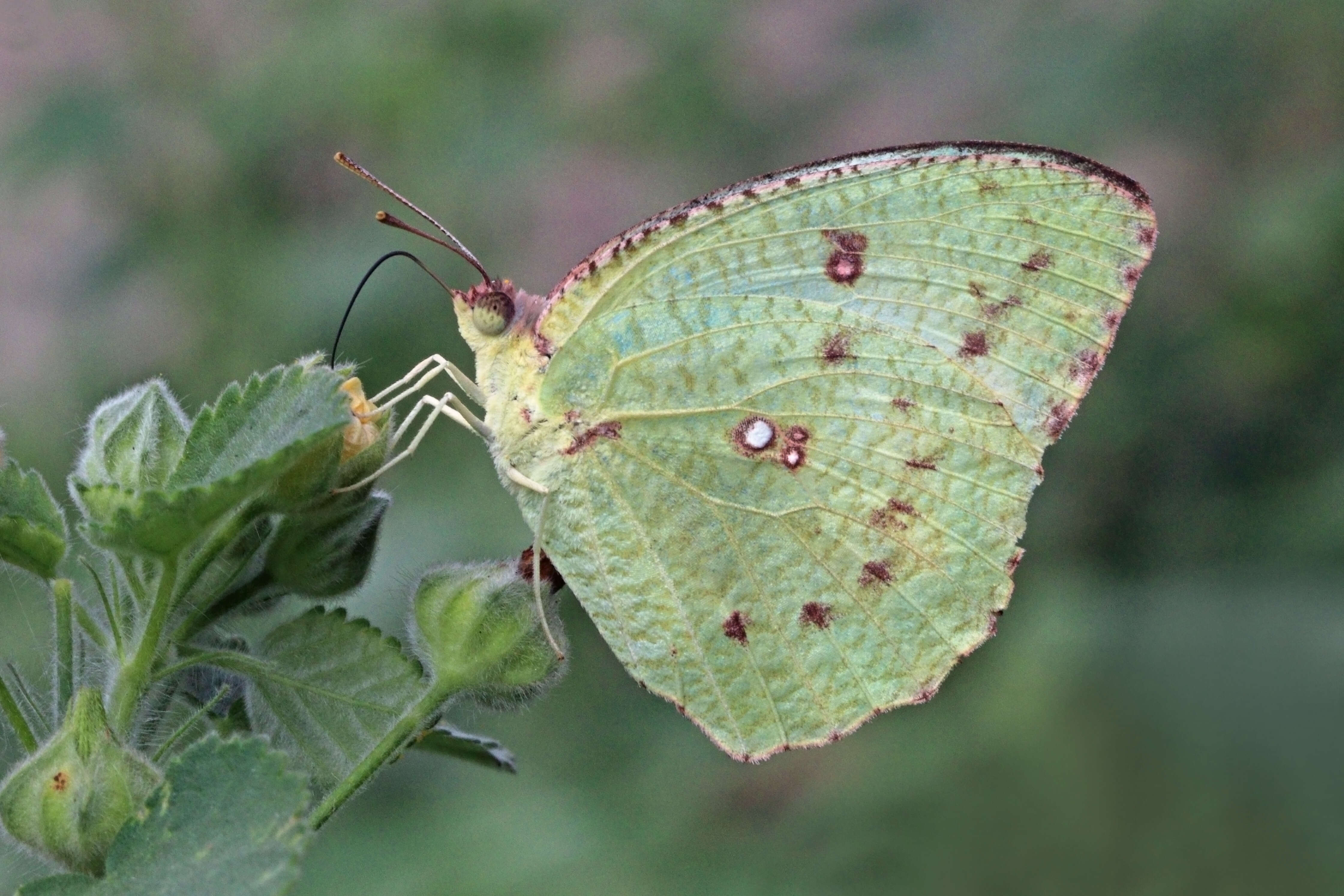 Image of Catopsilia pyranthe (Linnaeus 1758)