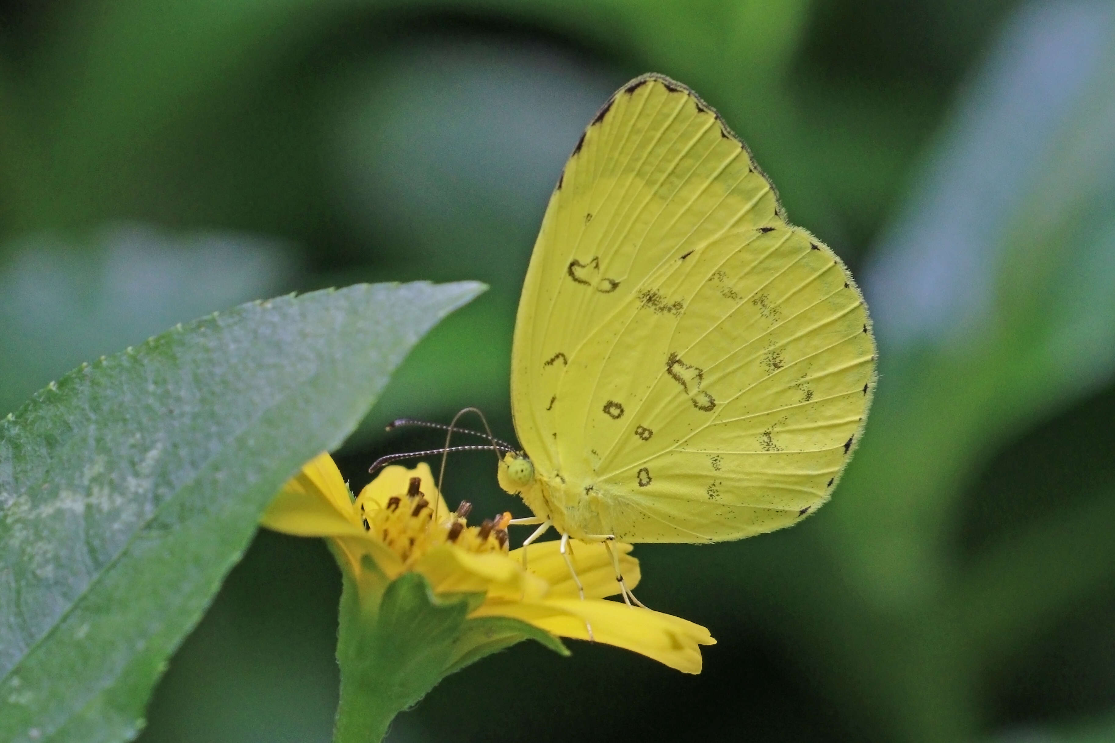 Image of Eurema blanda (Boisduval 1836)