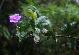 Image de Brunfelsia grandiflora D. Don