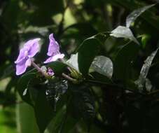 Image de Brunfelsia grandiflora D. Don