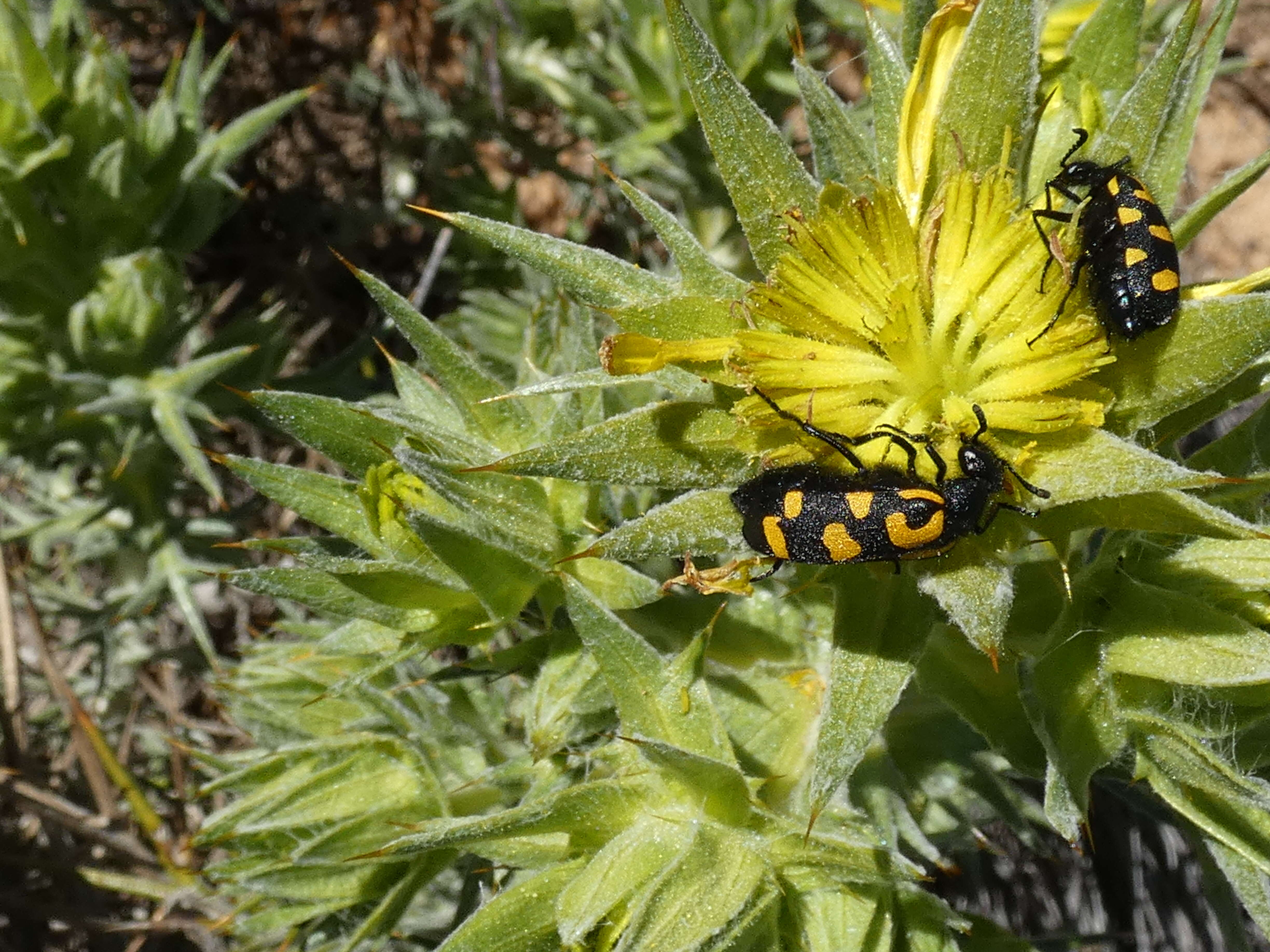 Image of Ceroctis capensis