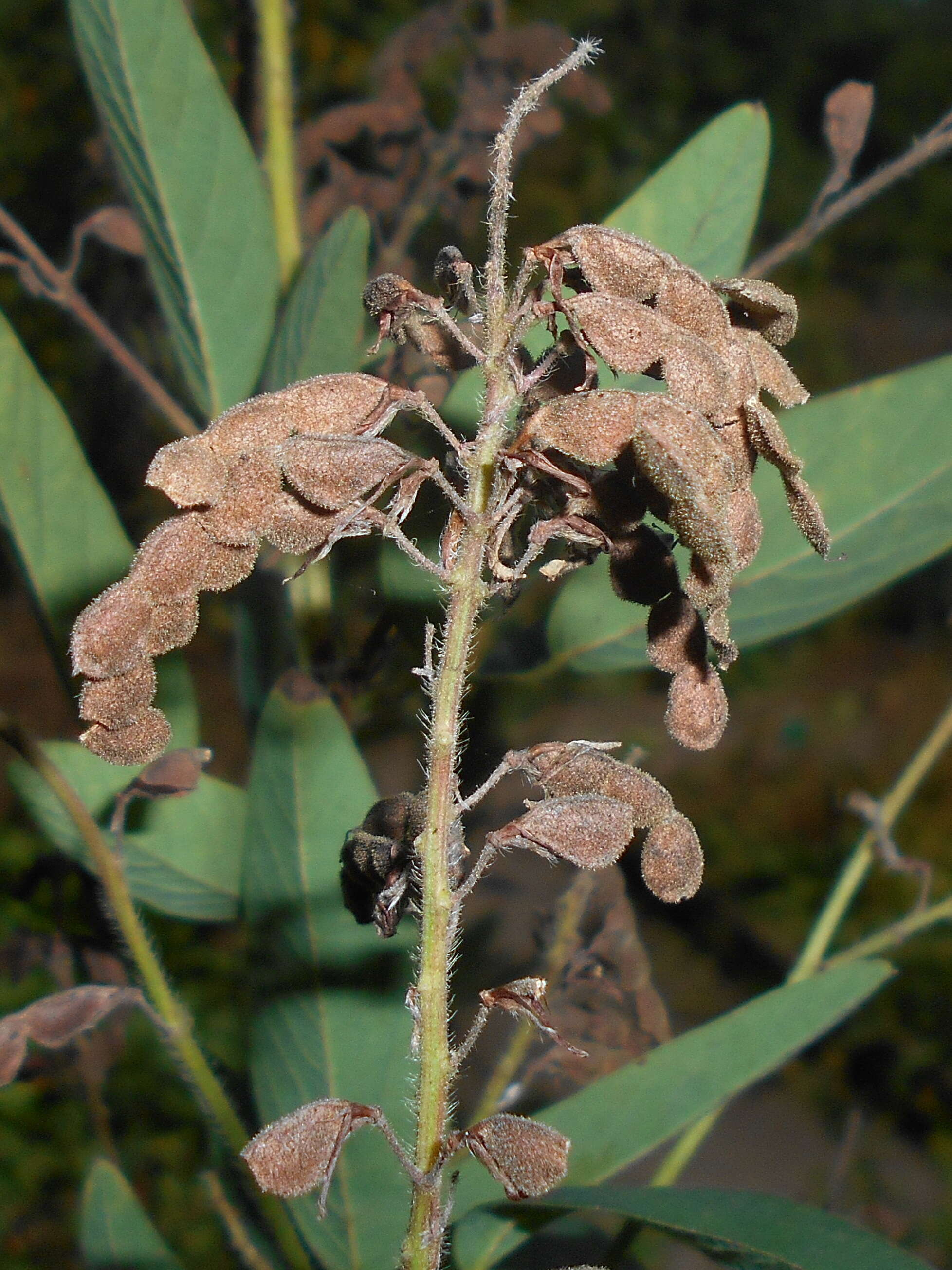 Image of showy ticktrefoil