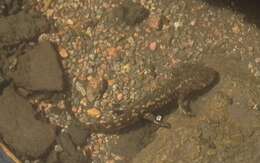 Image of Leora's Stream Salamander