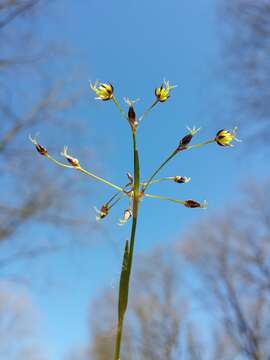 Imagem de Luzula pilosa (L.) Willd.