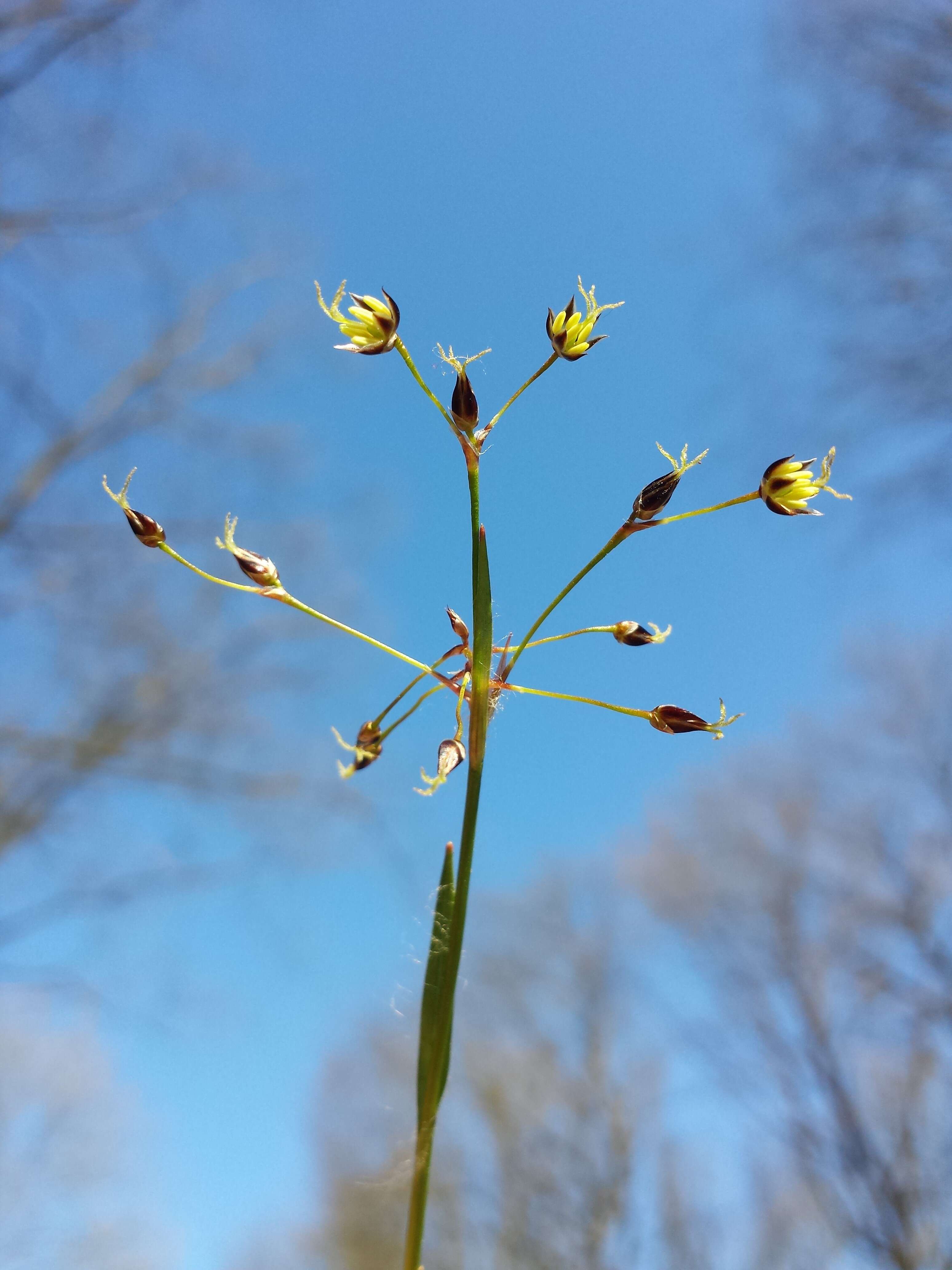 Imagem de Luzula pilosa (L.) Willd.