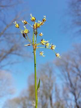 Imagem de Luzula pilosa (L.) Willd.