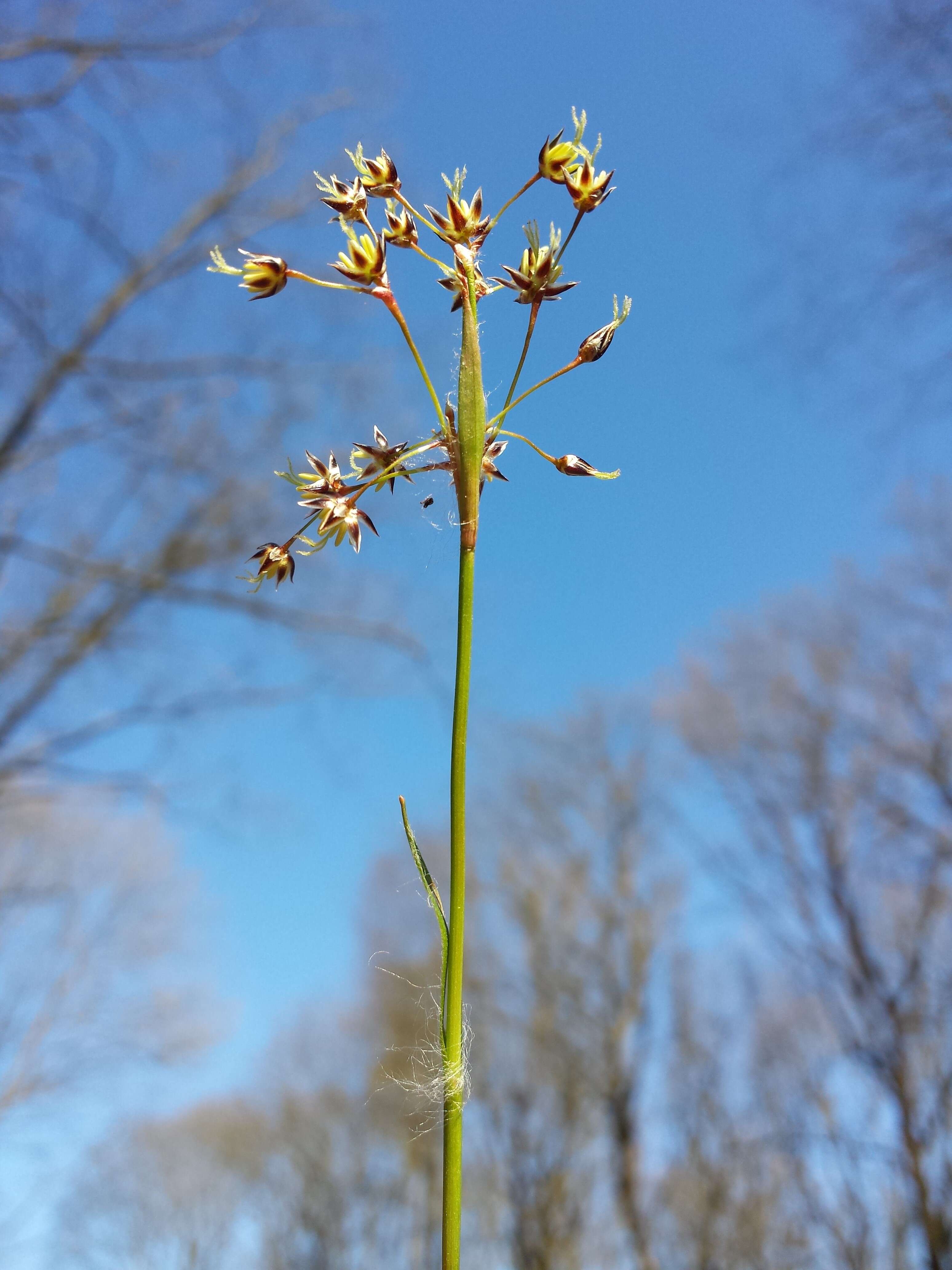 Imagem de Luzula pilosa (L.) Willd.