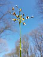 Imagem de Luzula pilosa (L.) Willd.