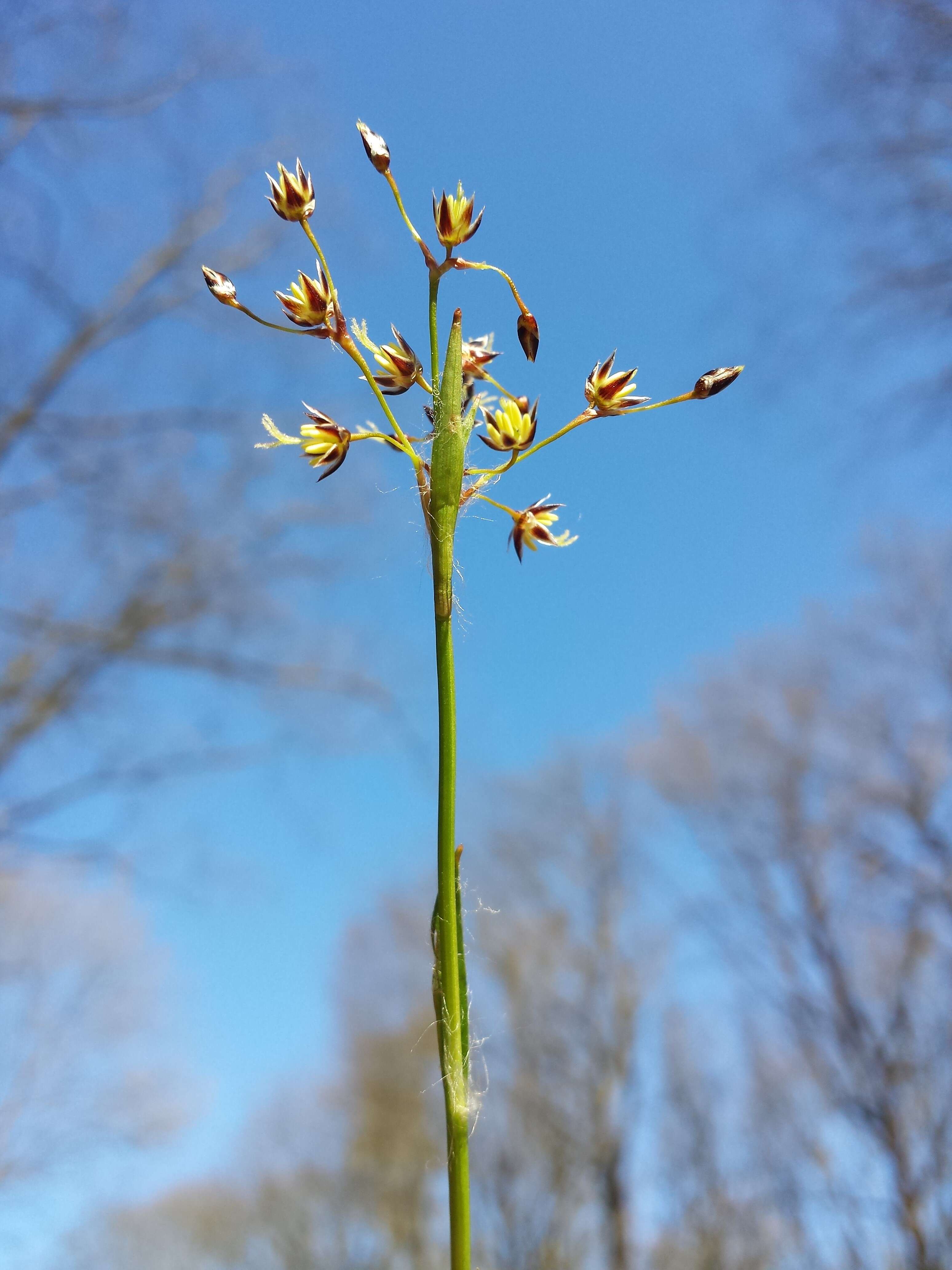 Imagem de Luzula pilosa (L.) Willd.